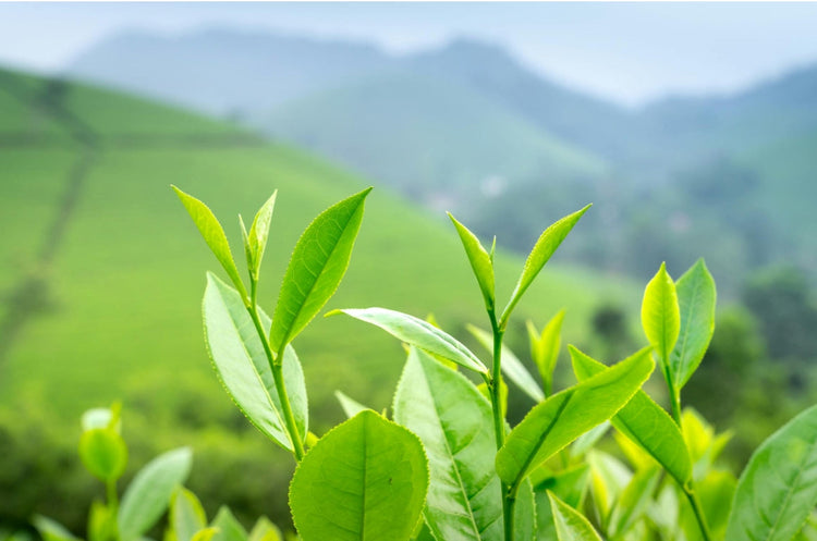 Green Teas